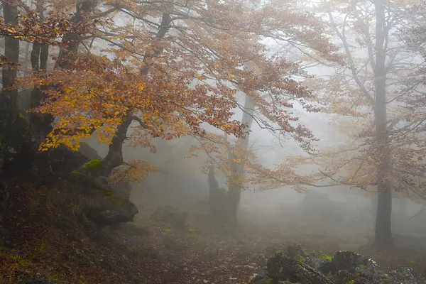 Misty Autumn Forest by Juan Antonio Palacios