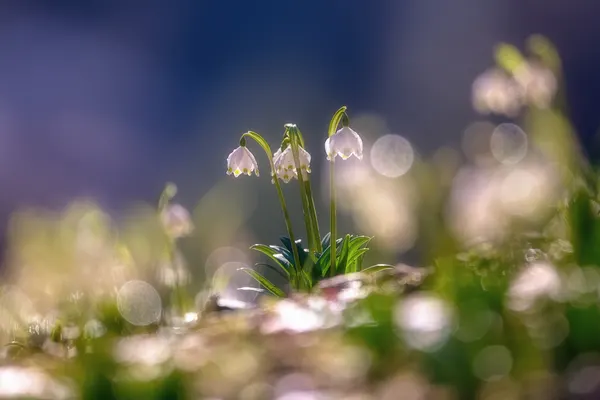 Spring Snowdrop Blooms by Judith Kuhn