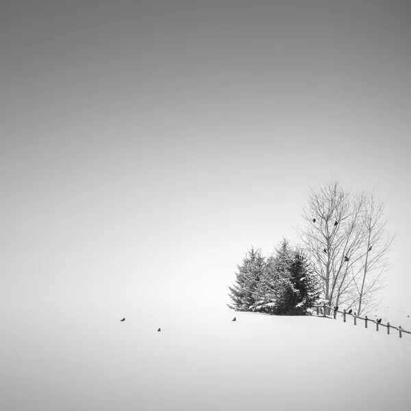Monochrome Winter Landscape by Jana Luo