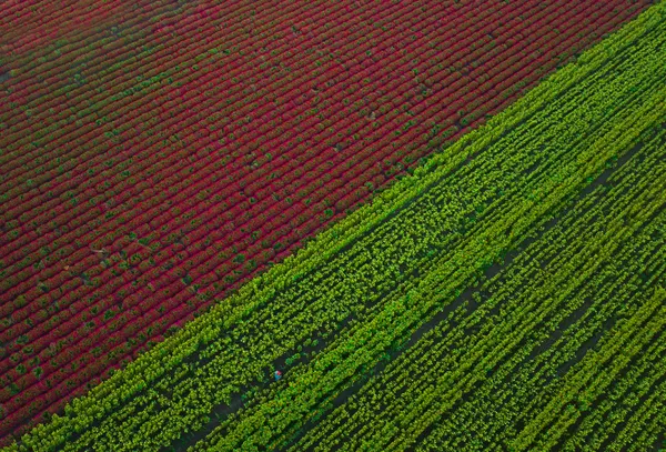Contrasting Red Green Fields by DonnaHom APA