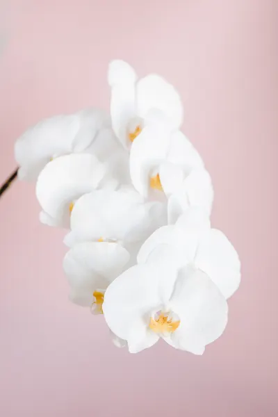 Elegant White Orchids by Pictufy Studio III