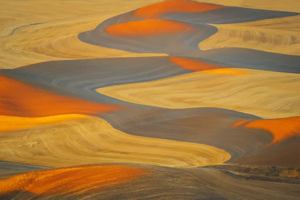 Golden Rolling Fields by Mei Shi
