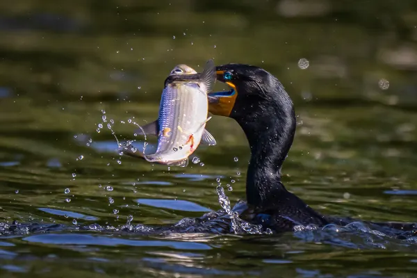 Cormorant Fishing Splash by Mei Zhang APA