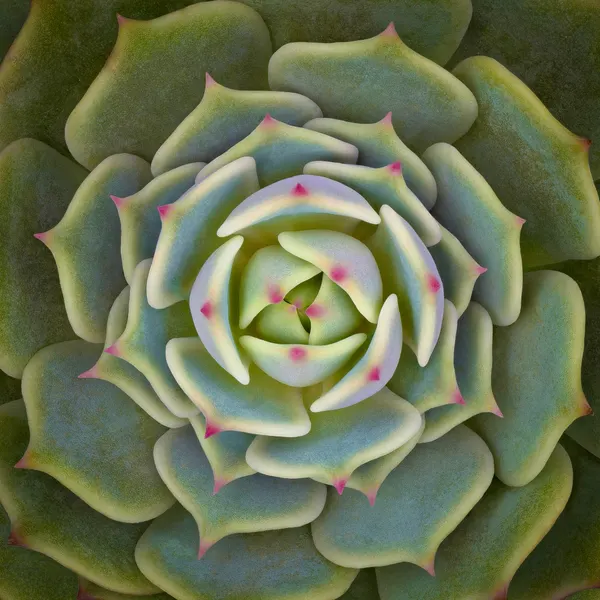 Vibrant Succulent Rosette by Victor Mozqueda