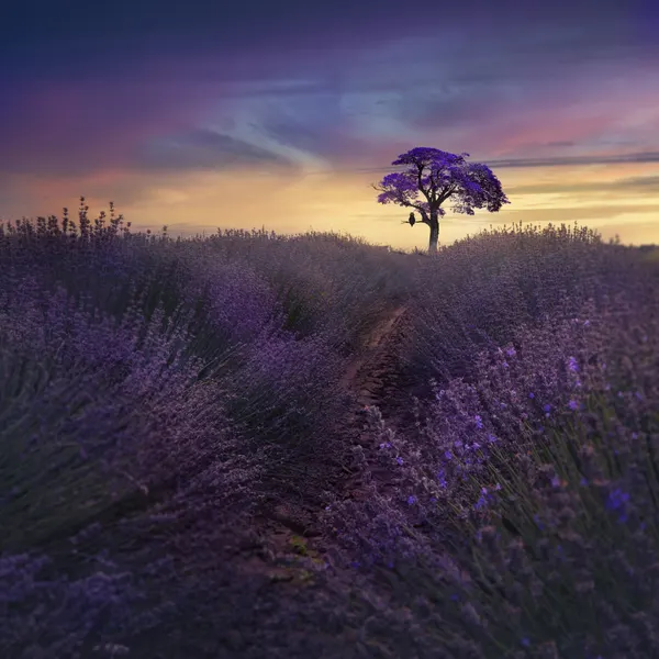 Lavender Sunset Dream by Nikki Georgieva V E G A N I K
