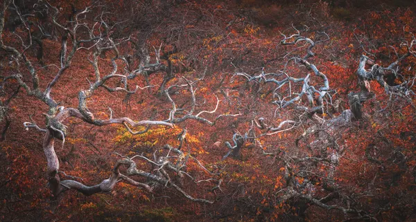 Twisted Autumn Trees by Masaki Sugita