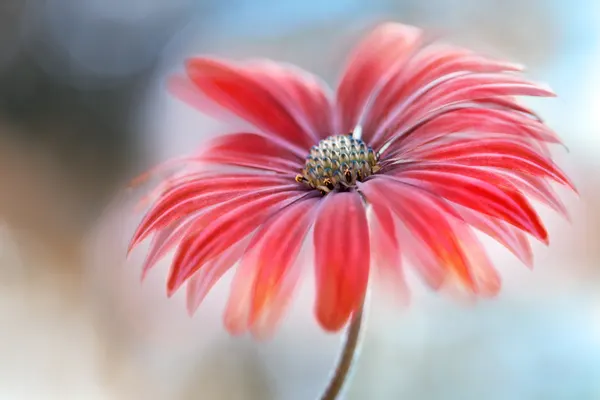 Cape Daisy* by Mandy Disher