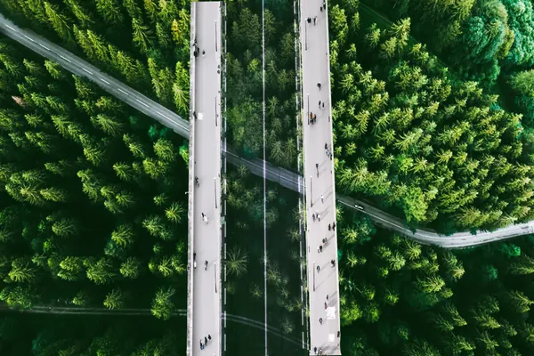 Aerial Forest Bridges by Ciupureanu Dan