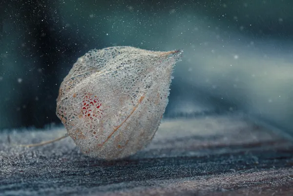 Winter's Delicate Lantern by Nikki Georgieva V E G A N I K