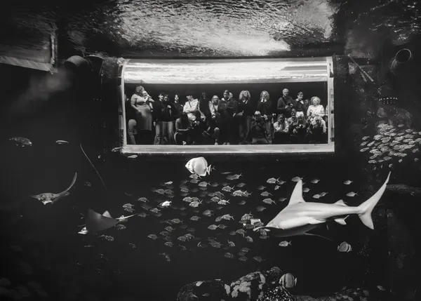 Aquarium Shark Spectators by Rudy Mareel