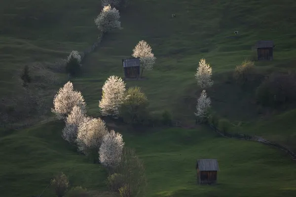Blooming Green Hills by Alexandru Ionut Coman