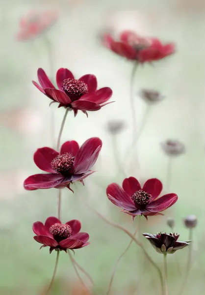 Cosmos sway by Mandy Disher