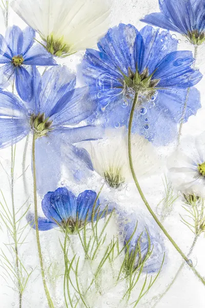 Cosmos blue by Mandy Disher