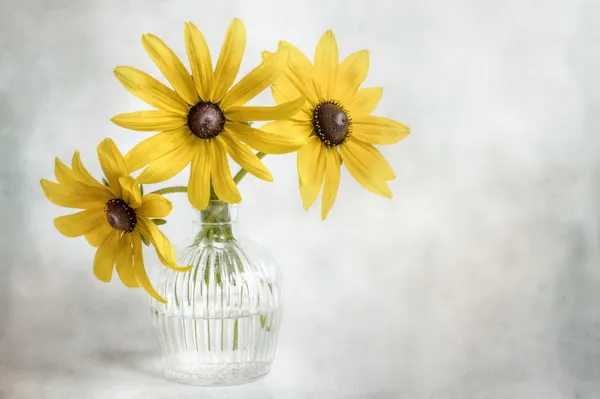 Rudbeckia by Mandy Disher