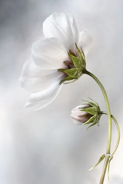 mandy-disher-380627 by Mandy Disher