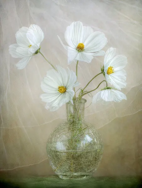 Cosmos breeze by Mandy Disher