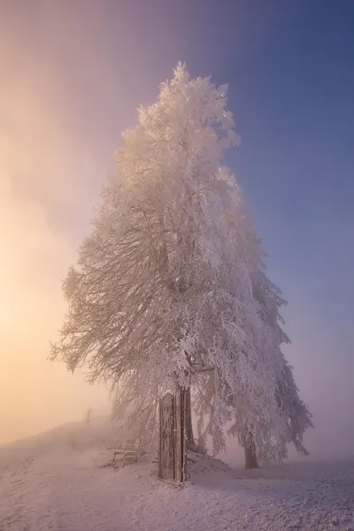 Misty Winter Morning by Judith Kuhn