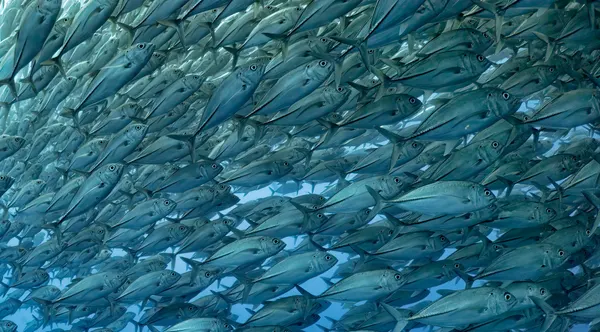 Synchronized Fish School by Ido Meirovich