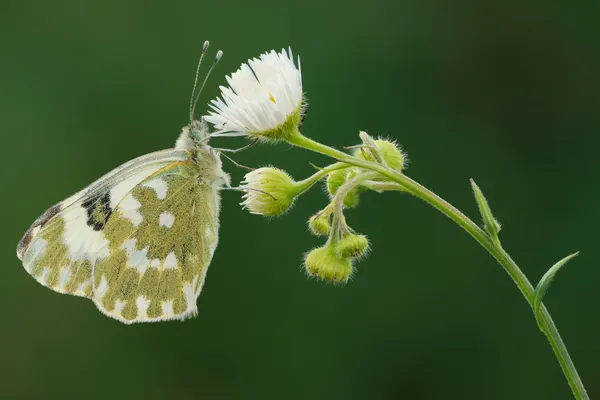 Pontia edusa by ADRIAN TUDOSE