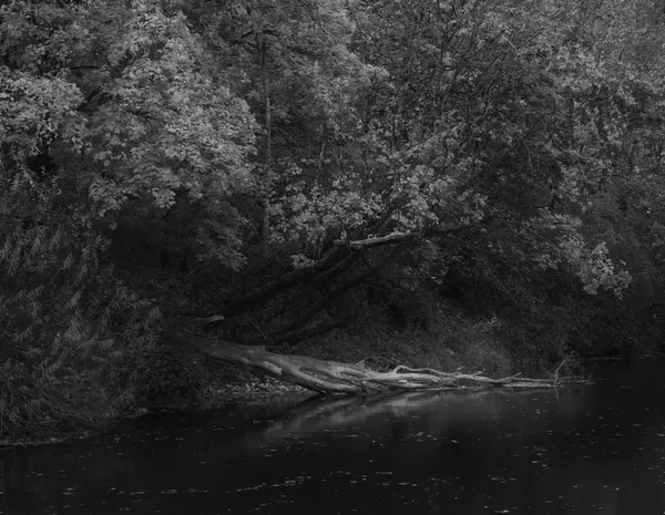 Forest River Serenity by Ingrida Urbonavičienė