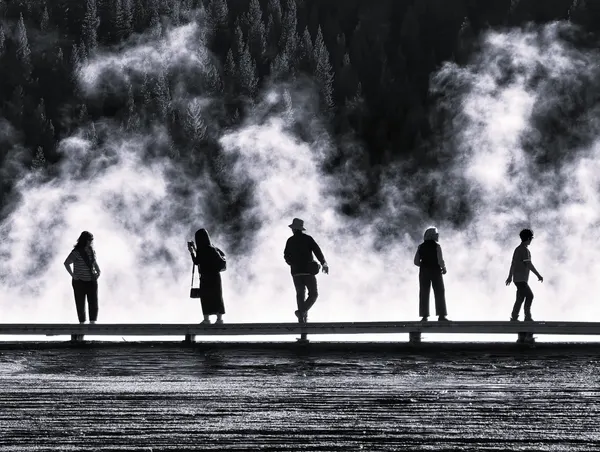 Misty Forest Silhouettes by Jasmine Zhang