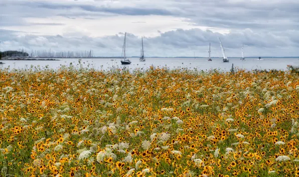 Flowering Meadow Sailboats by Kurt Hansen