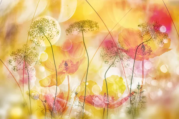 Dreamy Golden Poppies by Hilda van der Lee