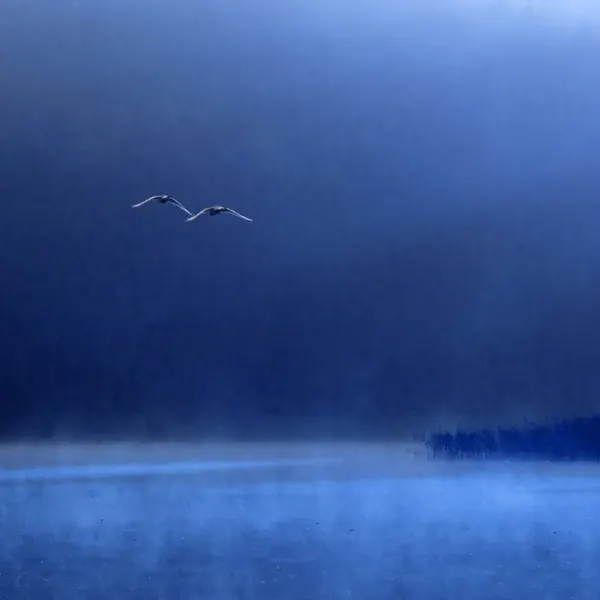 Flying Swans Misty Lake by Marcin Michalowski