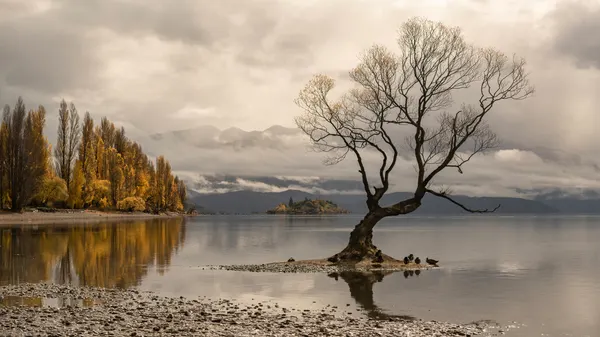 Misty Autumn Lake Tree by Emanuel Papamanolis