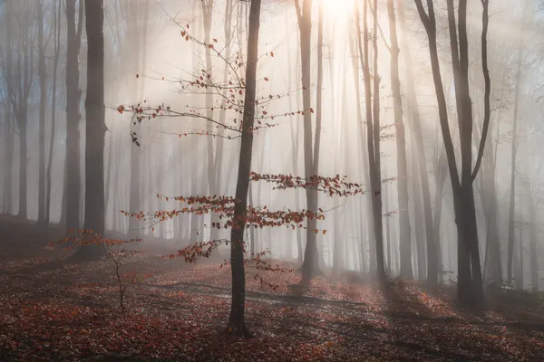 Misty Forest Sun Rays by Alexandru Ionut Coman