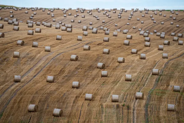 Golden Hay Bales Field by Ovidiu Satmari