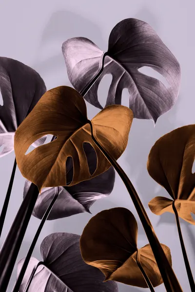 Modern Monstera Tones by Pictufy Studio III