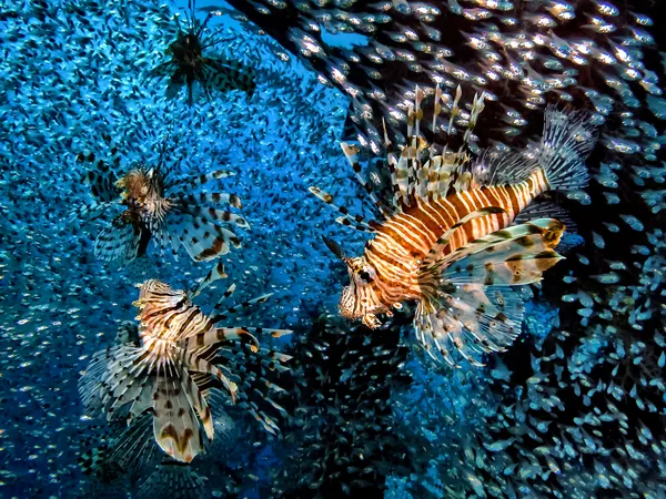 Lionfish Among Blue Water by Dani Barchana