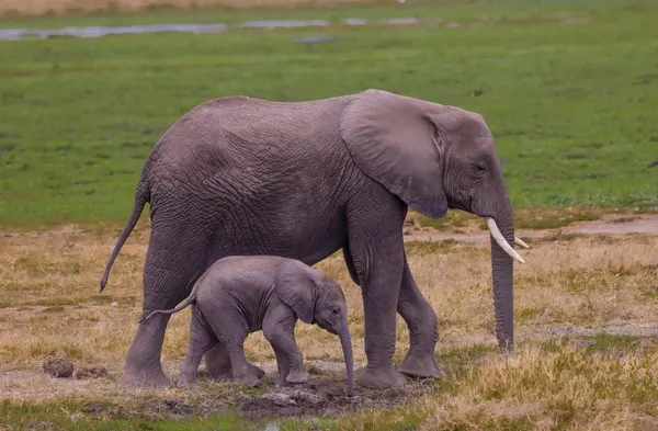 Elephant Mother and Calf by DonnaHom APA
