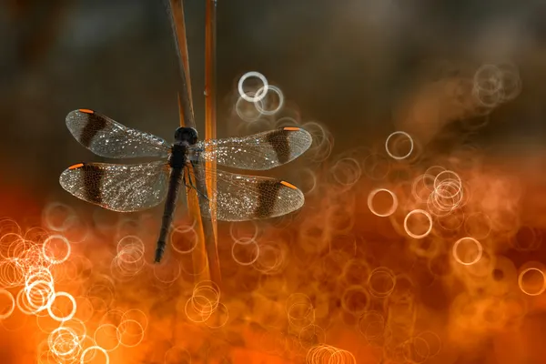 Dragonfly Golden Bokeh by Wil Mijer
