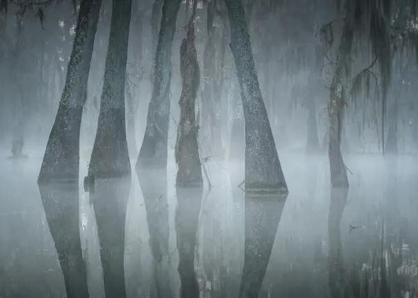 Misty Cypress Reflections by Willa Wei