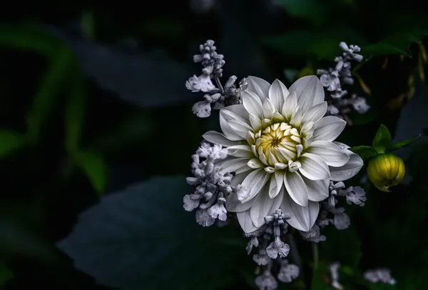 Moody White Dahlia by Ronny Olsson
