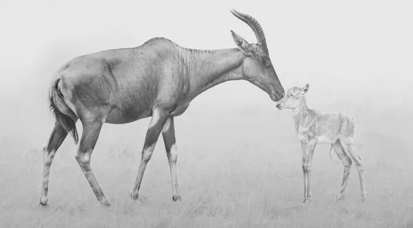 Tender Antelope Bond by Yang Jiao