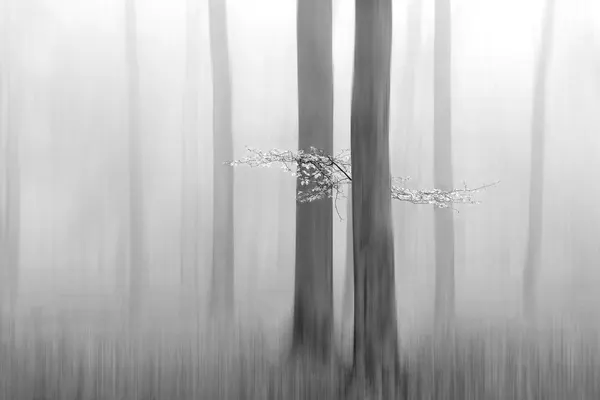 Ethereal Forest Branch by Huib Limberg