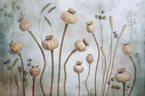 Papaver by Mandy Disher