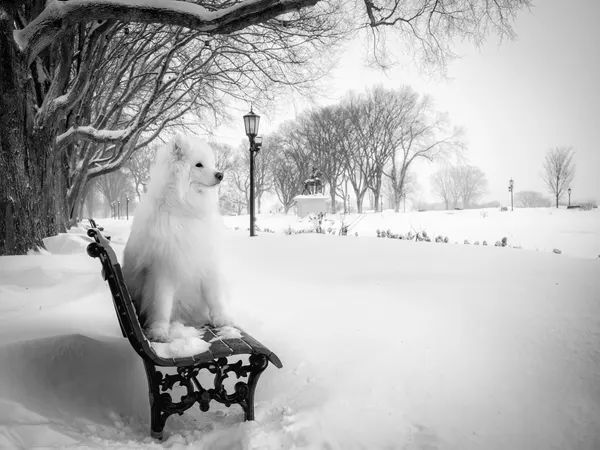 Samoyed On Snowy Bench by Michel Groleau