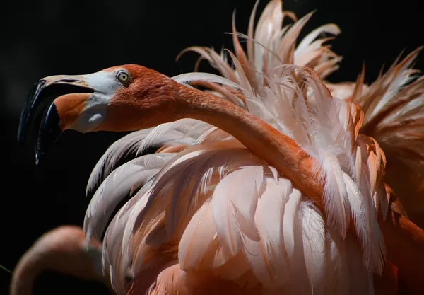 Vibrant Flamingo Preening by Marek Lapa
