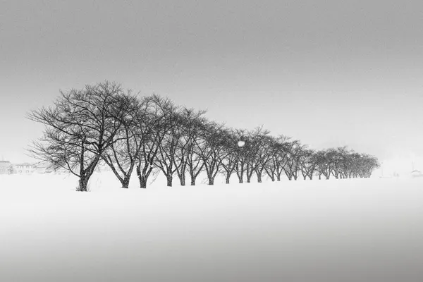 Line of Winter Trees by Jana Luo