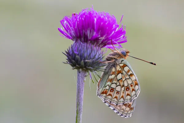 Purple Thistle Butterfly by ADRIAN TUDOSE