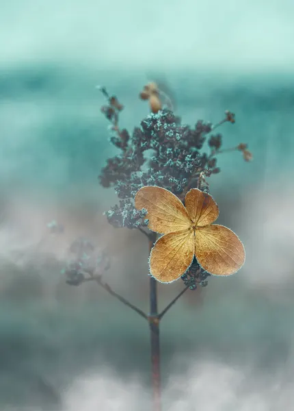 Golden Frosted Bloom by Nikki Georgieva V E G A N I K