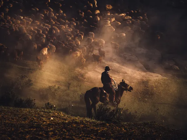 Dusty Shepherd Ride by May G