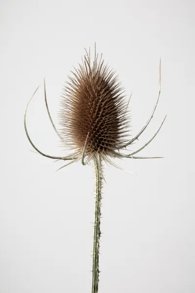 Dried Teasel Spike by Pictufy Studio III