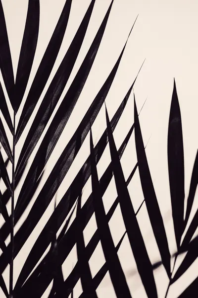Tropical Shadow Play by Pictufy Studio III