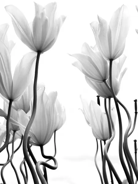 Graceful White Tulips by Ivan Lesica