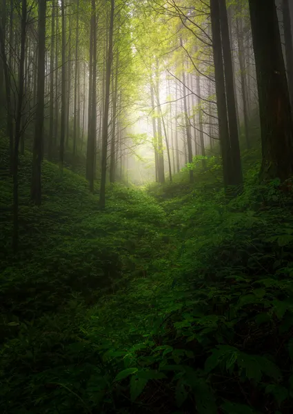Enchanted Forest Light by Yezimao